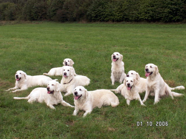 C-Wurf 003.jpg - Treffen C-Wurf 2006 (mit Kindern und Enkeln)